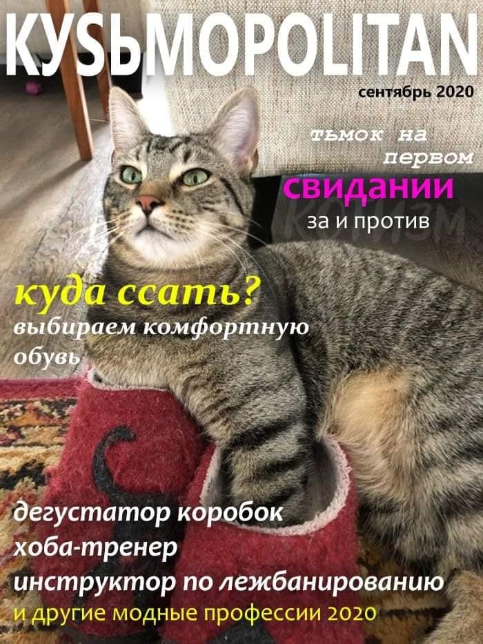 Кусьмополитен и Мурбс - свежие выпуски кошачьих журналов