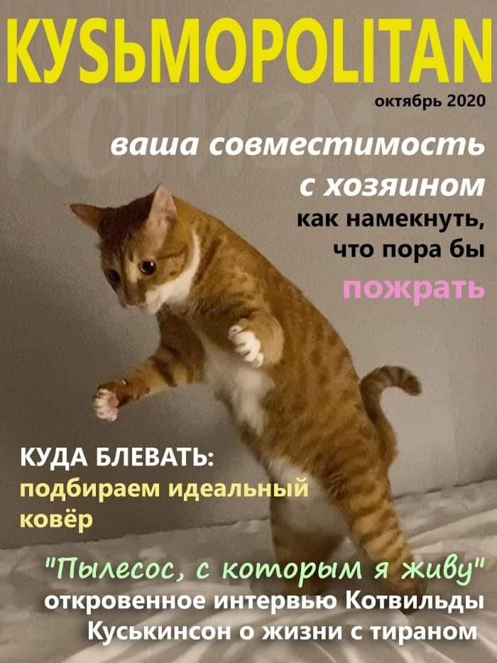 Кусьмополитен и Мурбс - свежие выпуски кошачьих журналов