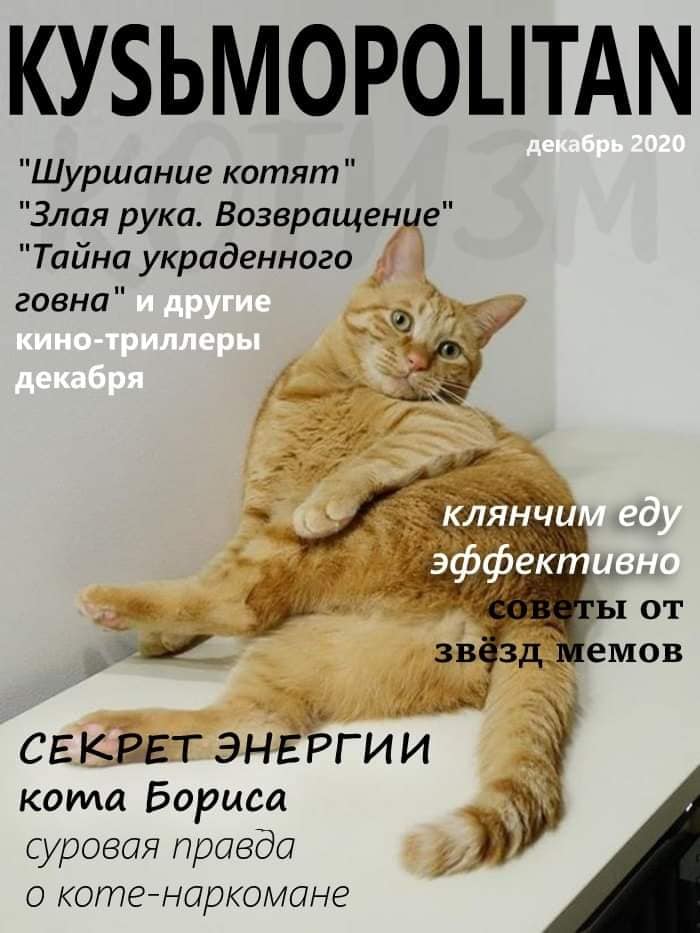 Кусьмополитен и Мурбс - свежие выпуски кошачьих журналов
