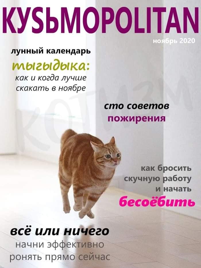 Кусьмополитен и Мурбс - свежие выпуски кошачьих журналов