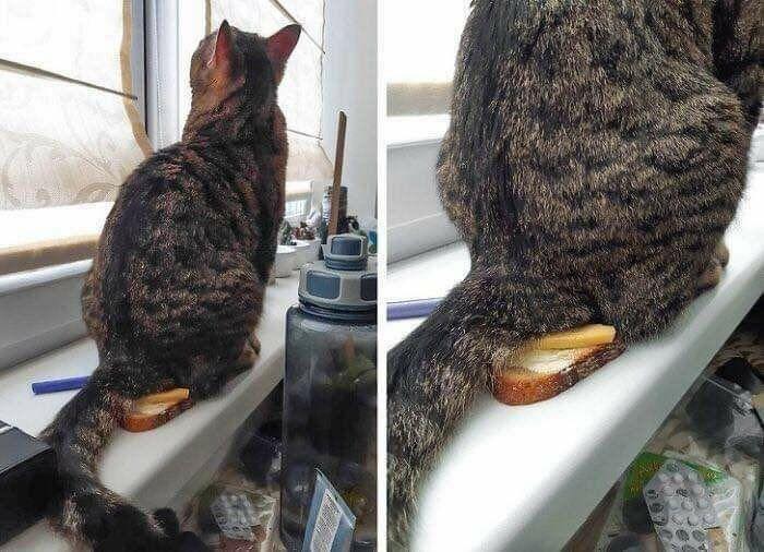 Заведи кота, это мило... говорили они