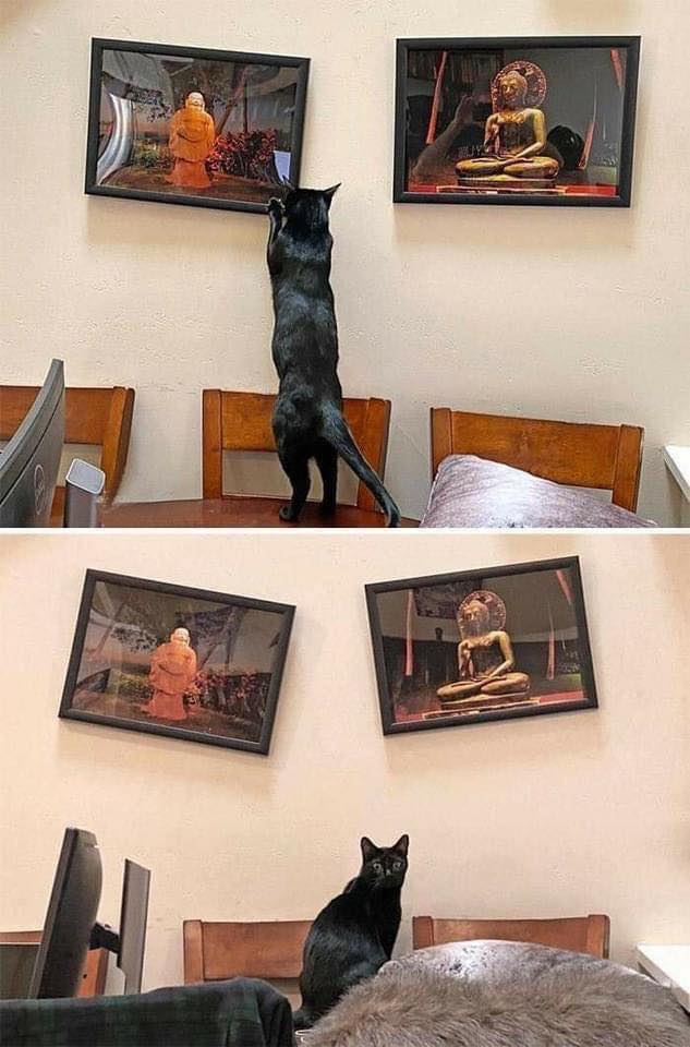 Заведи кота, это мило... говорили они