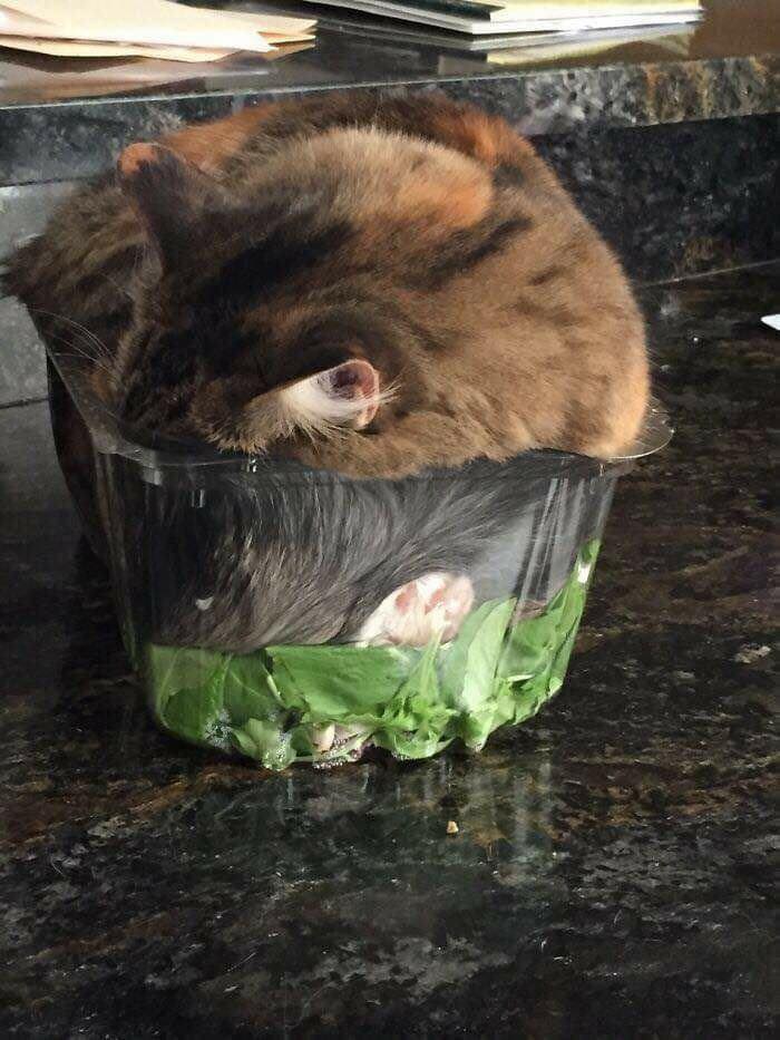 Заведи кота, это мило... говорили они