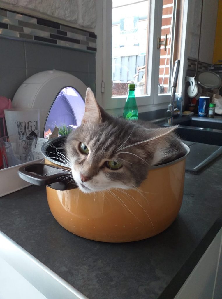 Заведи кота, это мило... говорили они