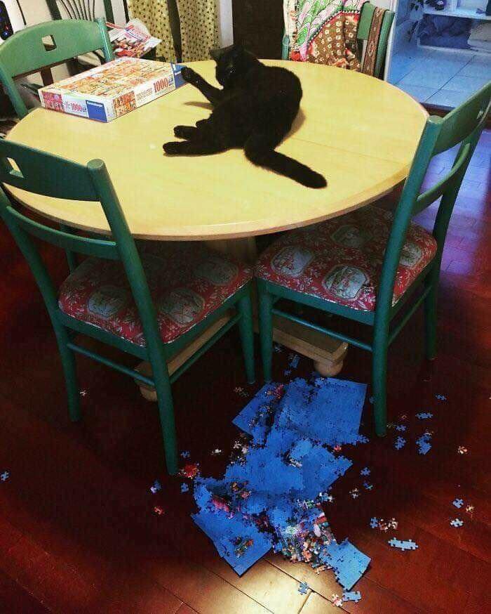 Заведи кота, это мило... говорили они