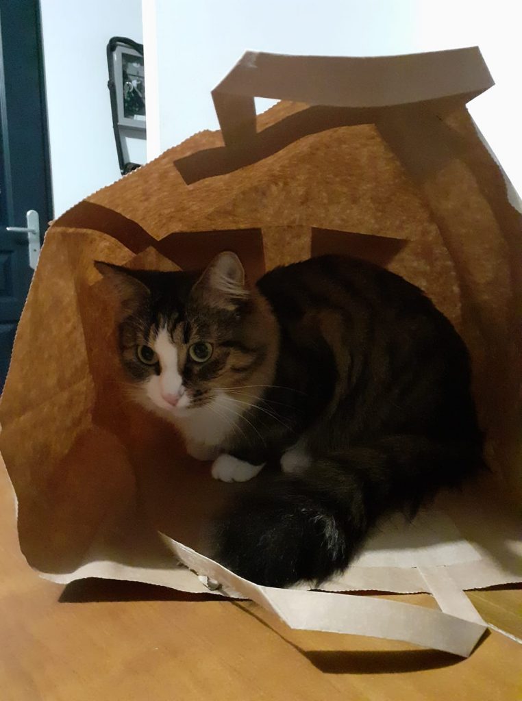 Заведи кота, это мило... говорили они