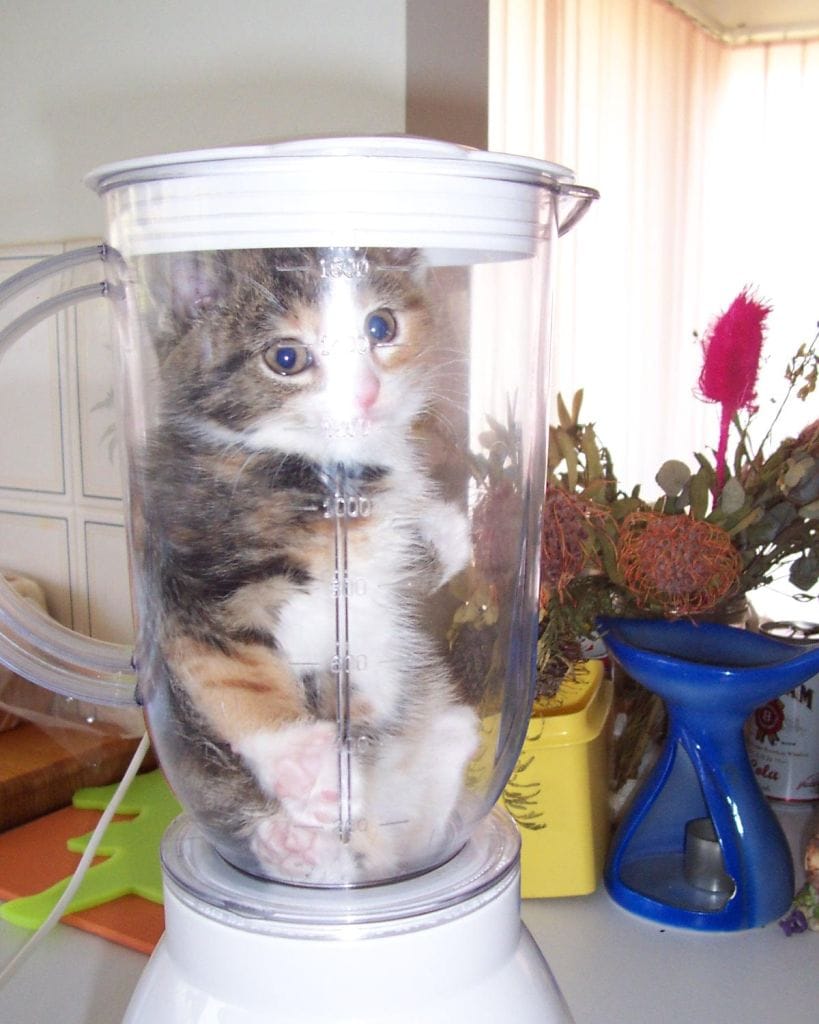 Заведи кота, это мило... говорили они