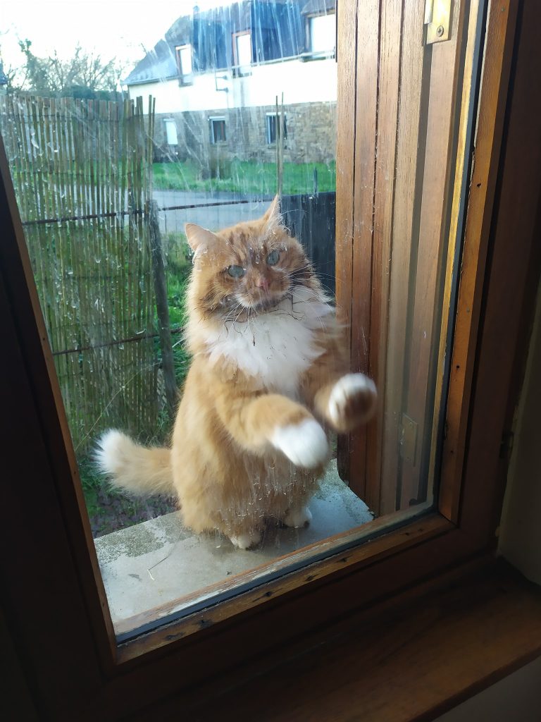 Заведи кота, это мило... говорили они