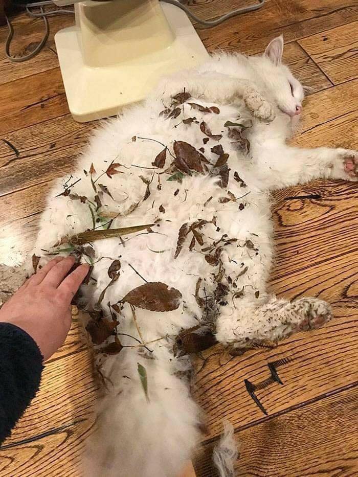 Заведи кота, это мило... говорили они