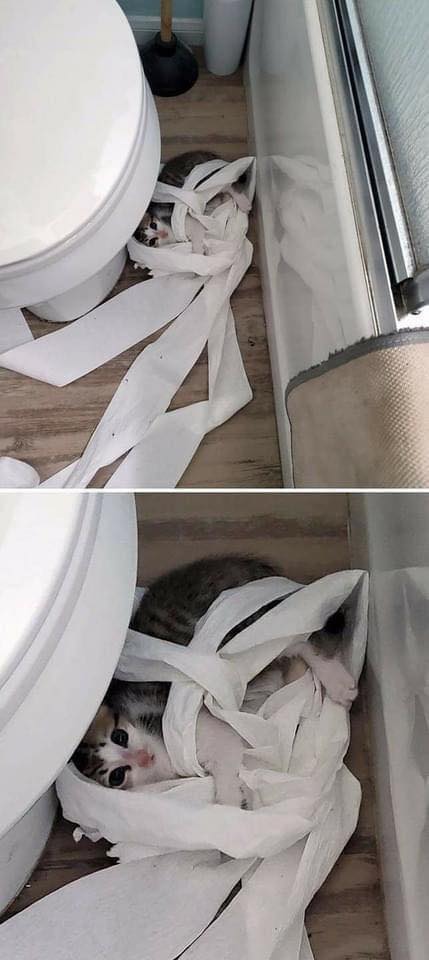 Заведи кота, это мило... говорили они