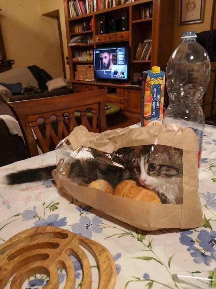Заведи кота, это мило... говорили они