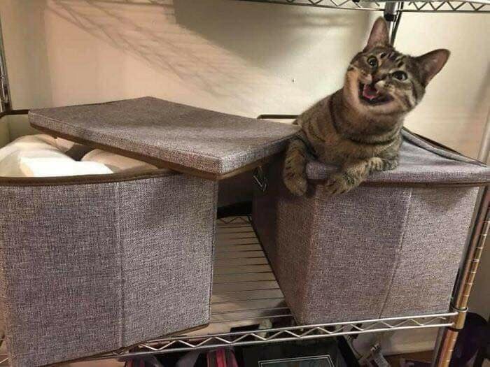 Заведи кота, это мило... говорили они