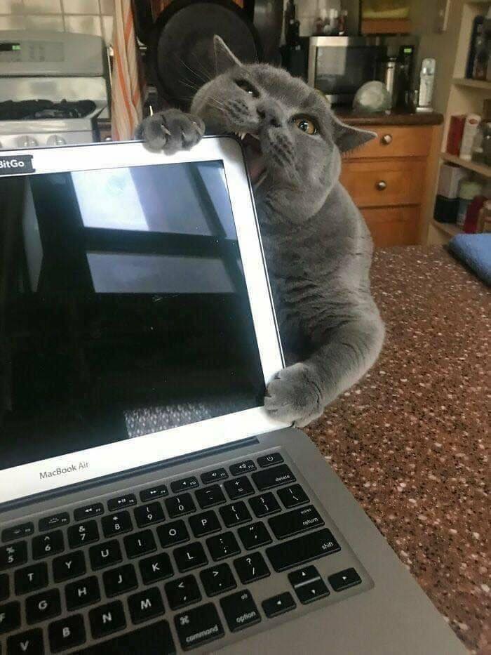 Заведи кота, это мило... говорили они
