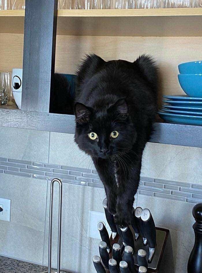 Заведи кота, это мило... говорили они
