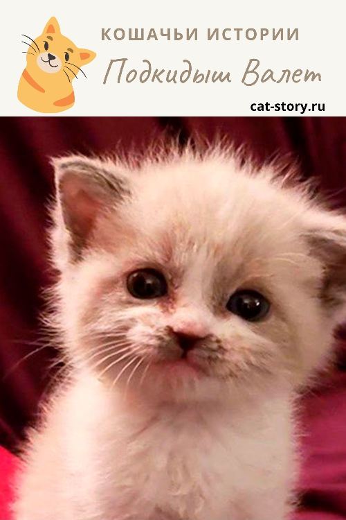 Подкидыш Валет 
