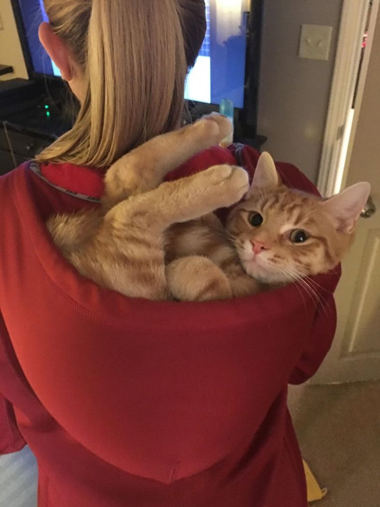 Котэ, Комфорт и Пофигизм