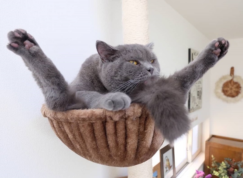 Котэ, Комфорт и Пофигизм