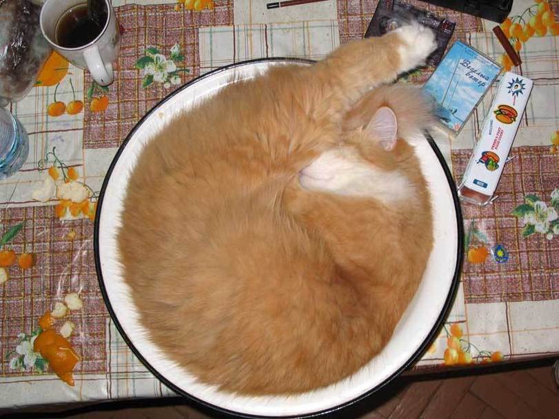 Котэ, Комфорт и Пофигизм