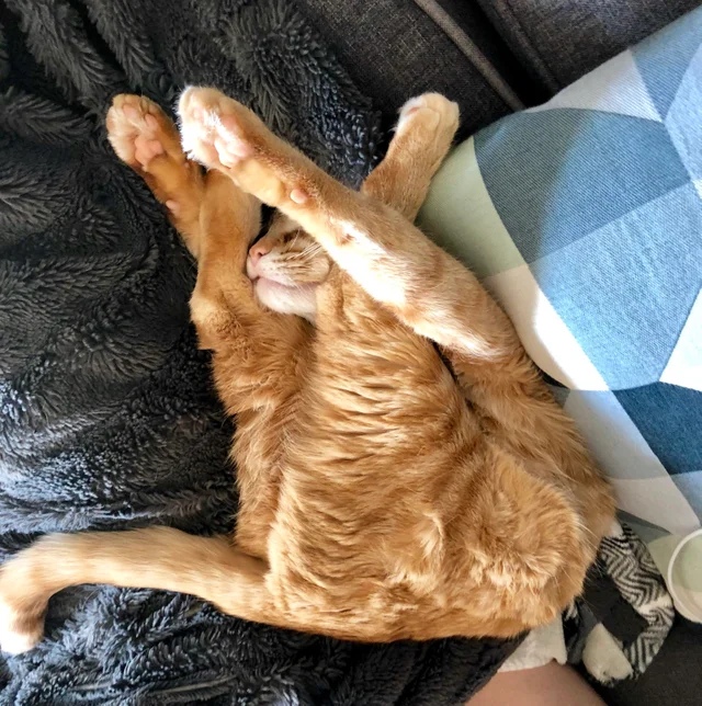 Хоба дабл хоба картинки котов