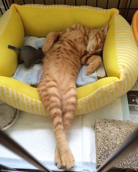 Котэ, Комфорт и Пофигизм