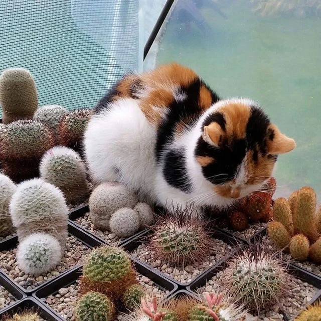 Котэ, Комфорт и Пофигизм