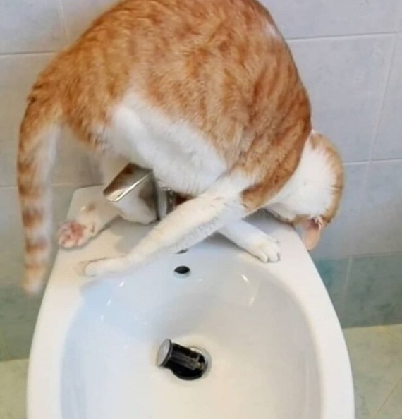 Котэ, Комфорт и Пофигизм