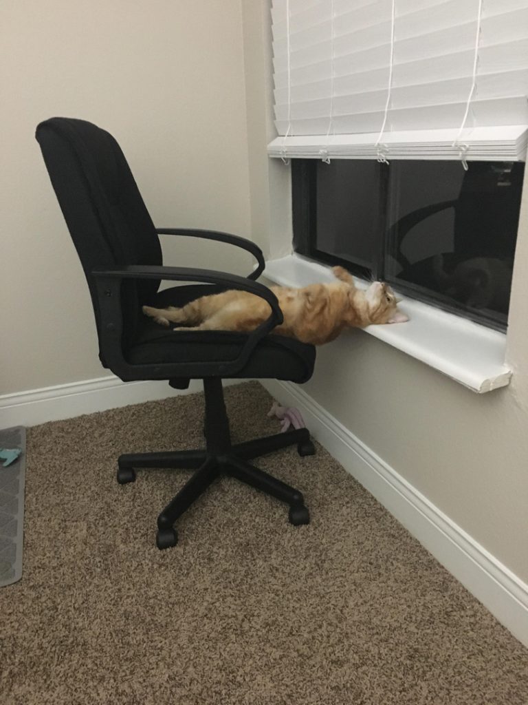 Котэ, Комфорт и Пофигизм
