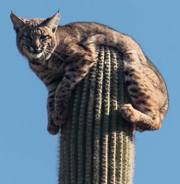 Котэ, Комфорт и Пофигизм