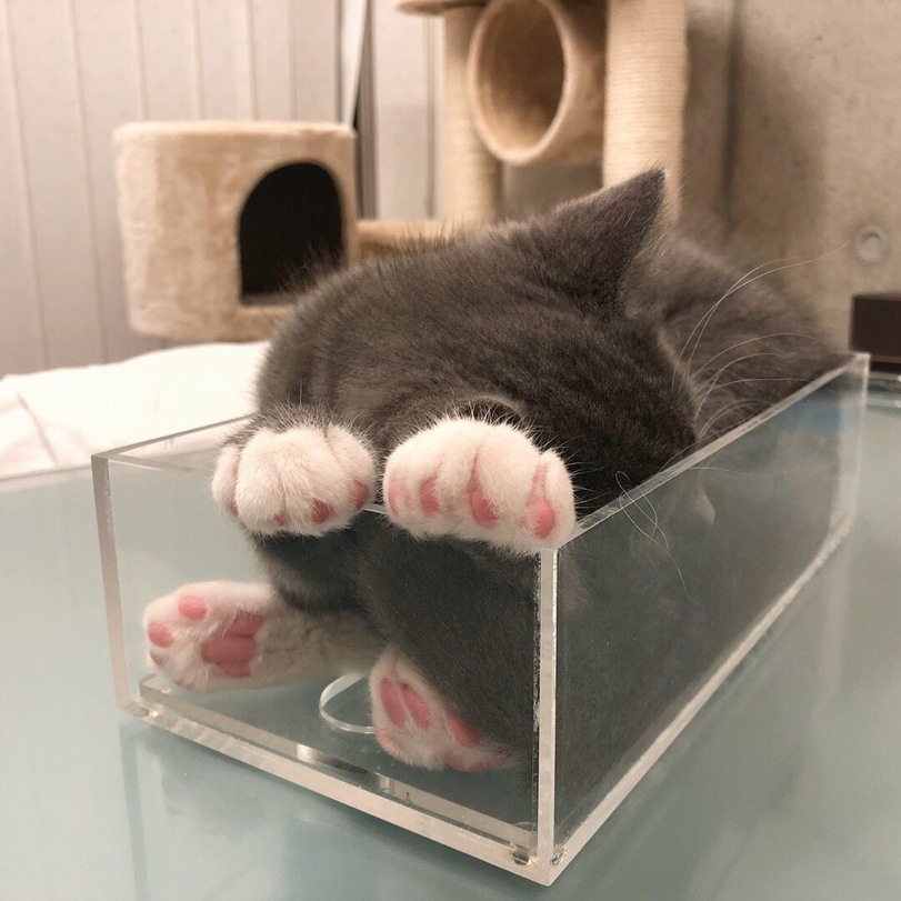 Котикам удобно ФОТО