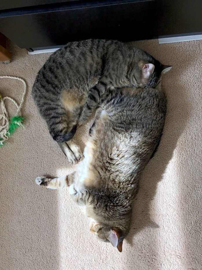 Котикам удобно ФОТО