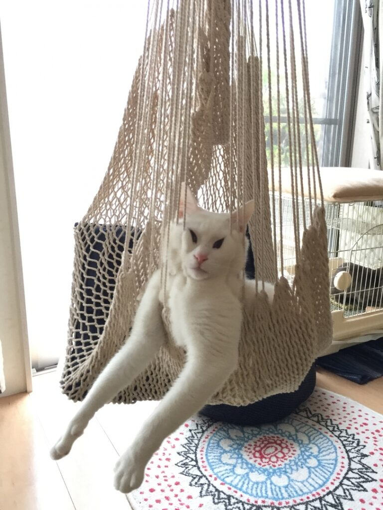 Котикам удобно ФОТО