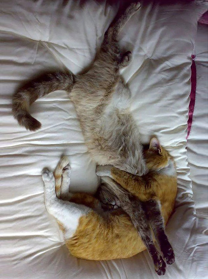 Котикам удобно ФОТО