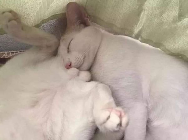 Котикам удобно ФОТО