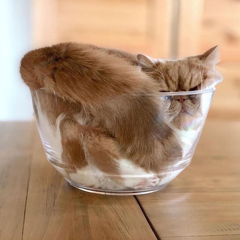 Котикам удобно ФОТО