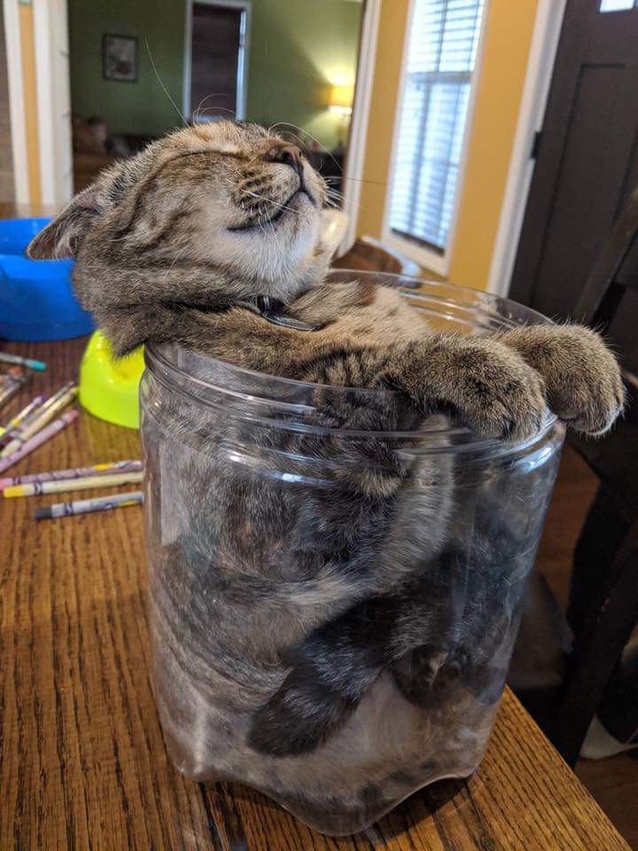 Котикам удобно ФОТО