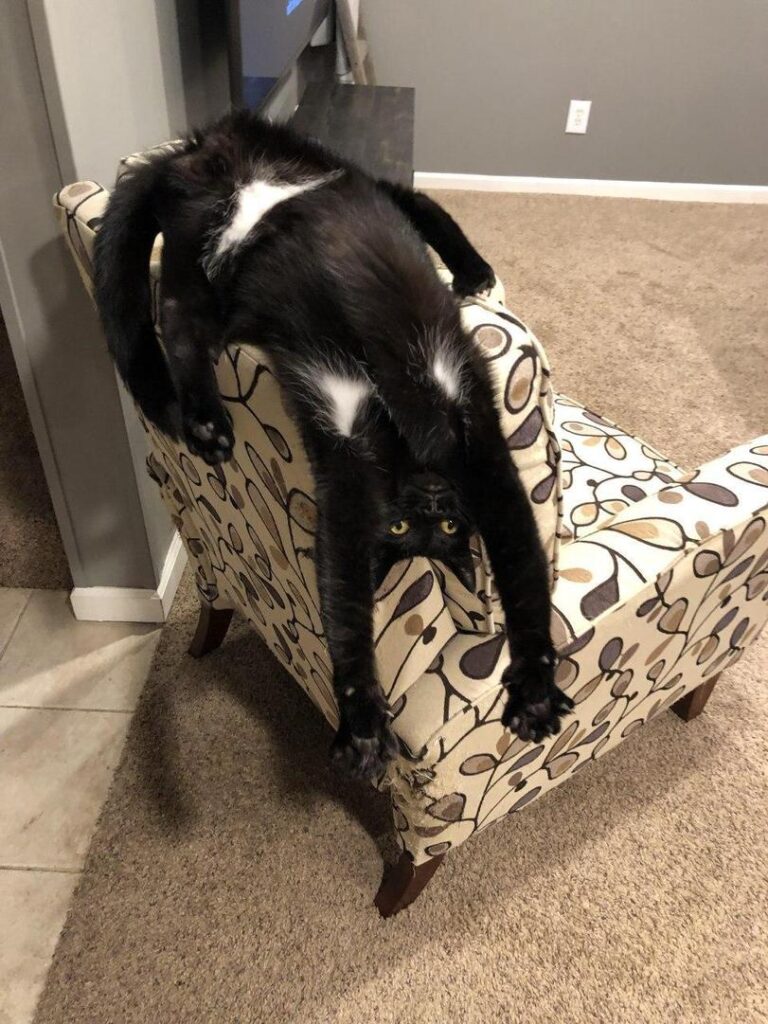 Котикам удобно ФОТО