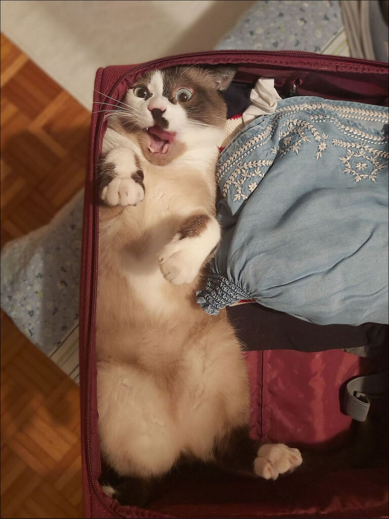 Котикам удобно ФОТО