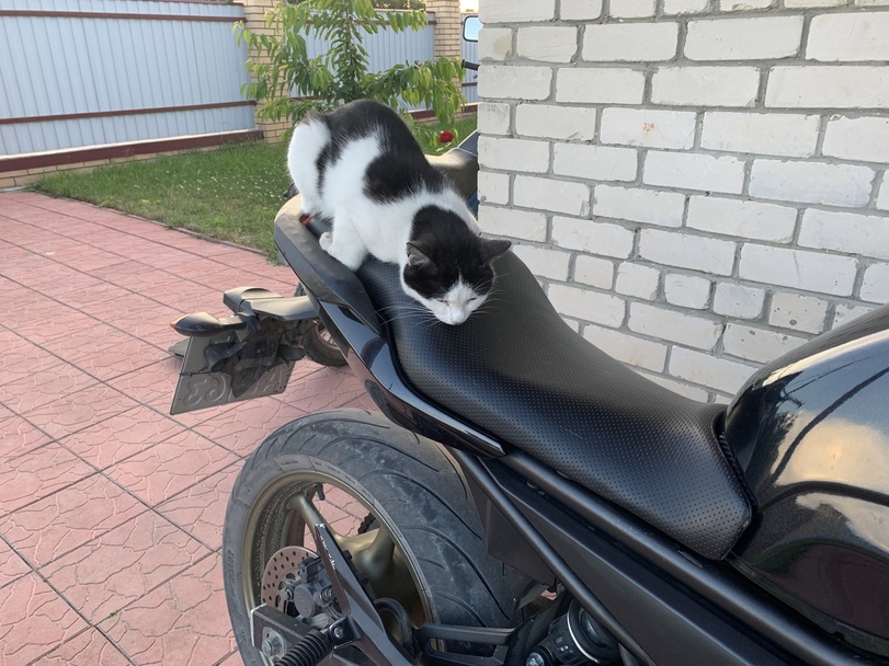 Котикам удобно ФОТО