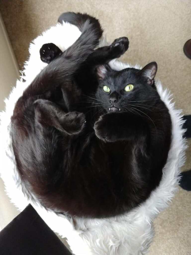 Котикам удобно ФОТО