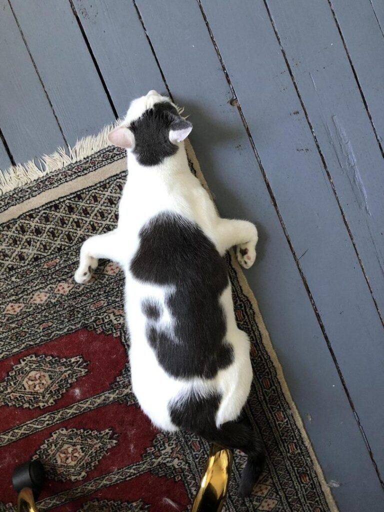 Котикам удобно ФОТО