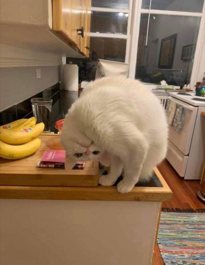Котикам удобно ФОТО