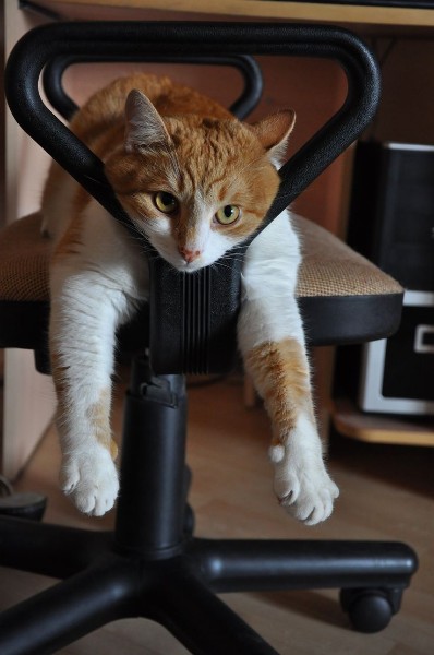 Котику писец как удобно