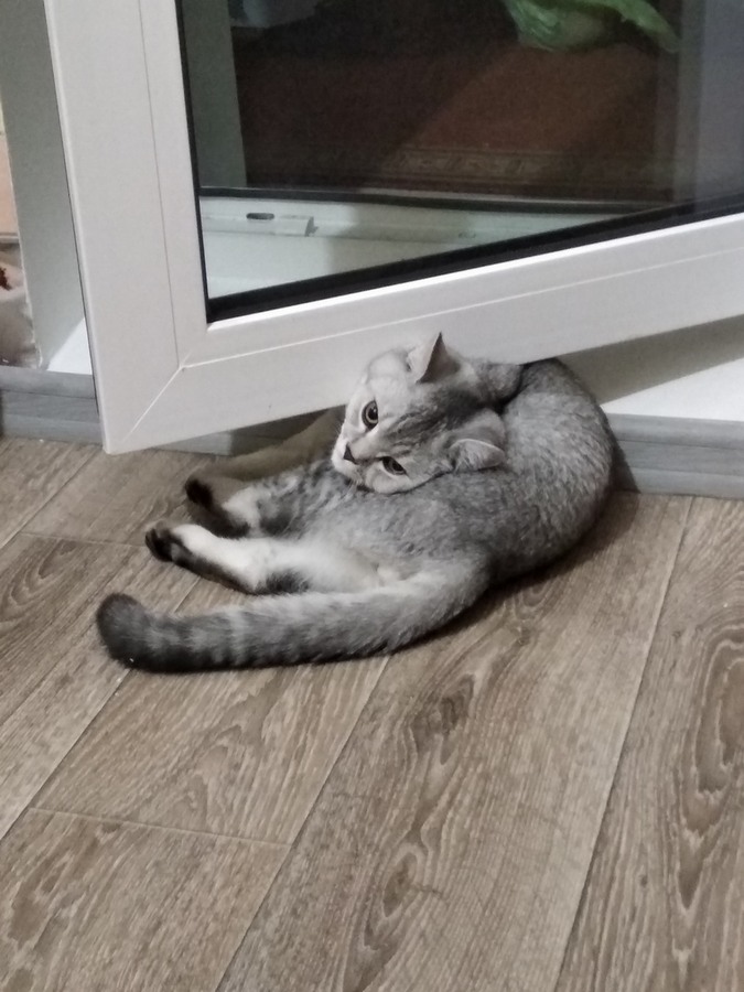 Котику писец как удобно