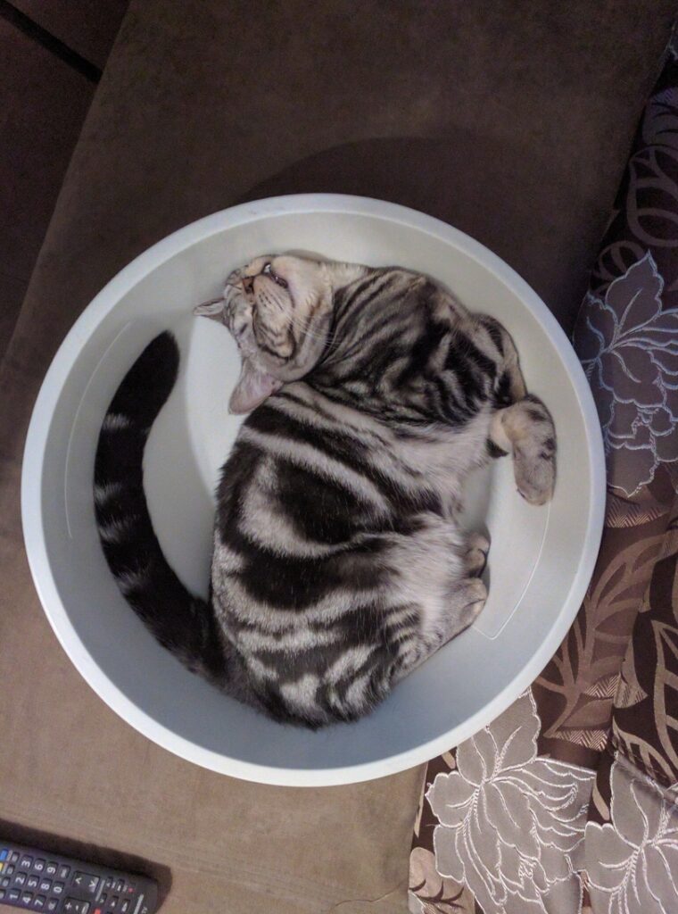 Котику писец как удобно