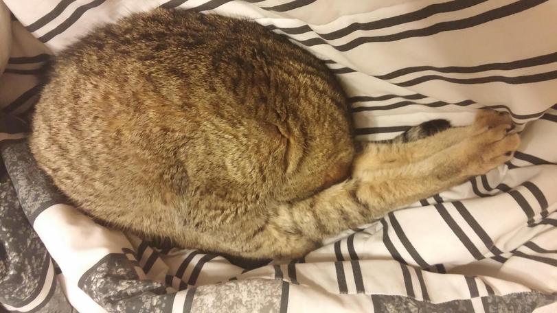 Котику писец как удобно