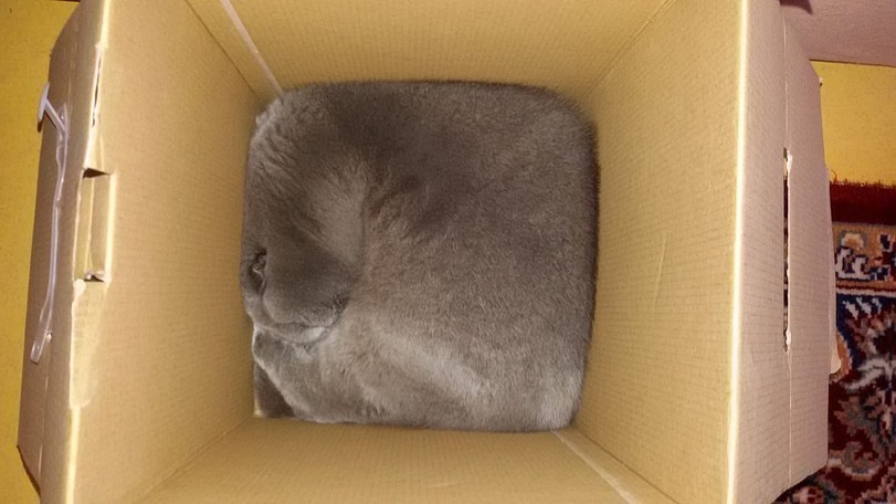 Котику писец как удобно