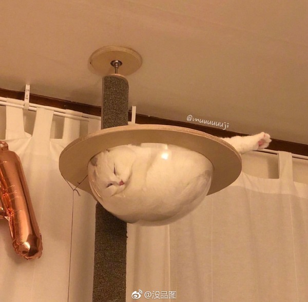 Котику удобно. Писец как