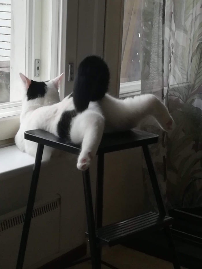 Котику удобно. Писец как