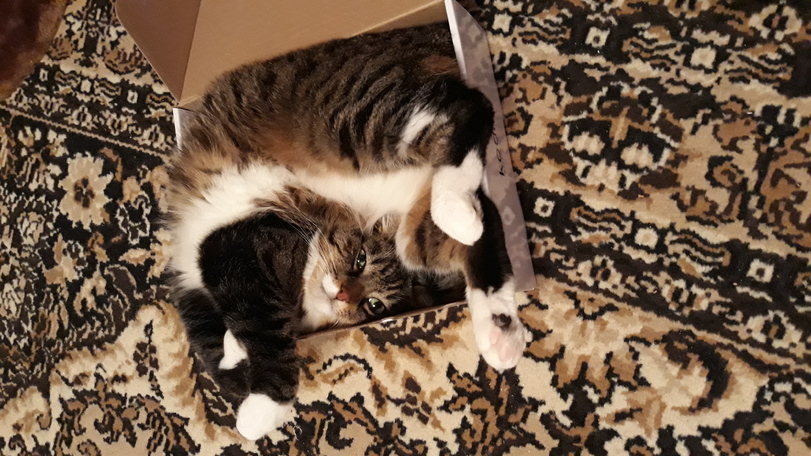 Котику удобно. Писец как