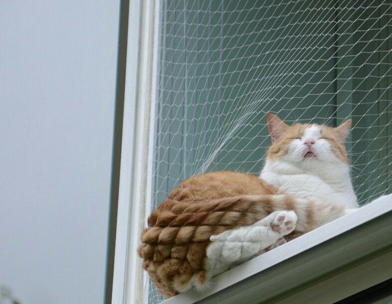 Котику удобно. Писец как